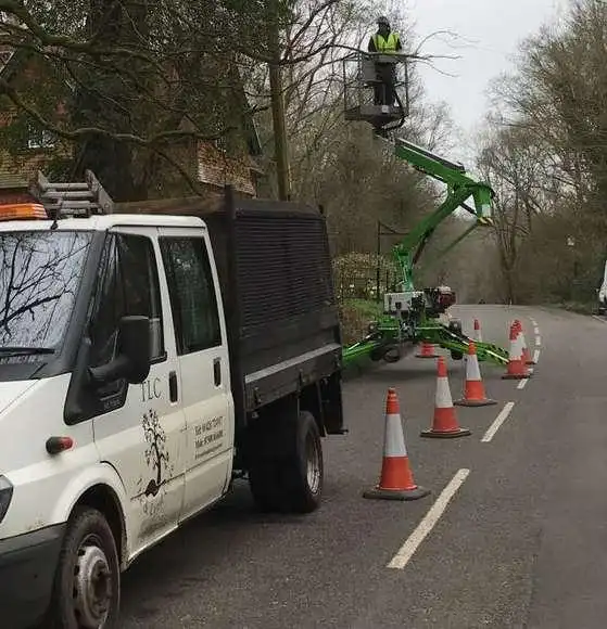Our team of tree surgeons hard at work